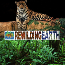 Rowan Kilduff on the Rewilding Earth Podcast